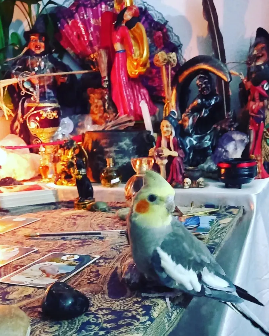 Calopsita pousada sobre a mesa de cartas e imagens do altar