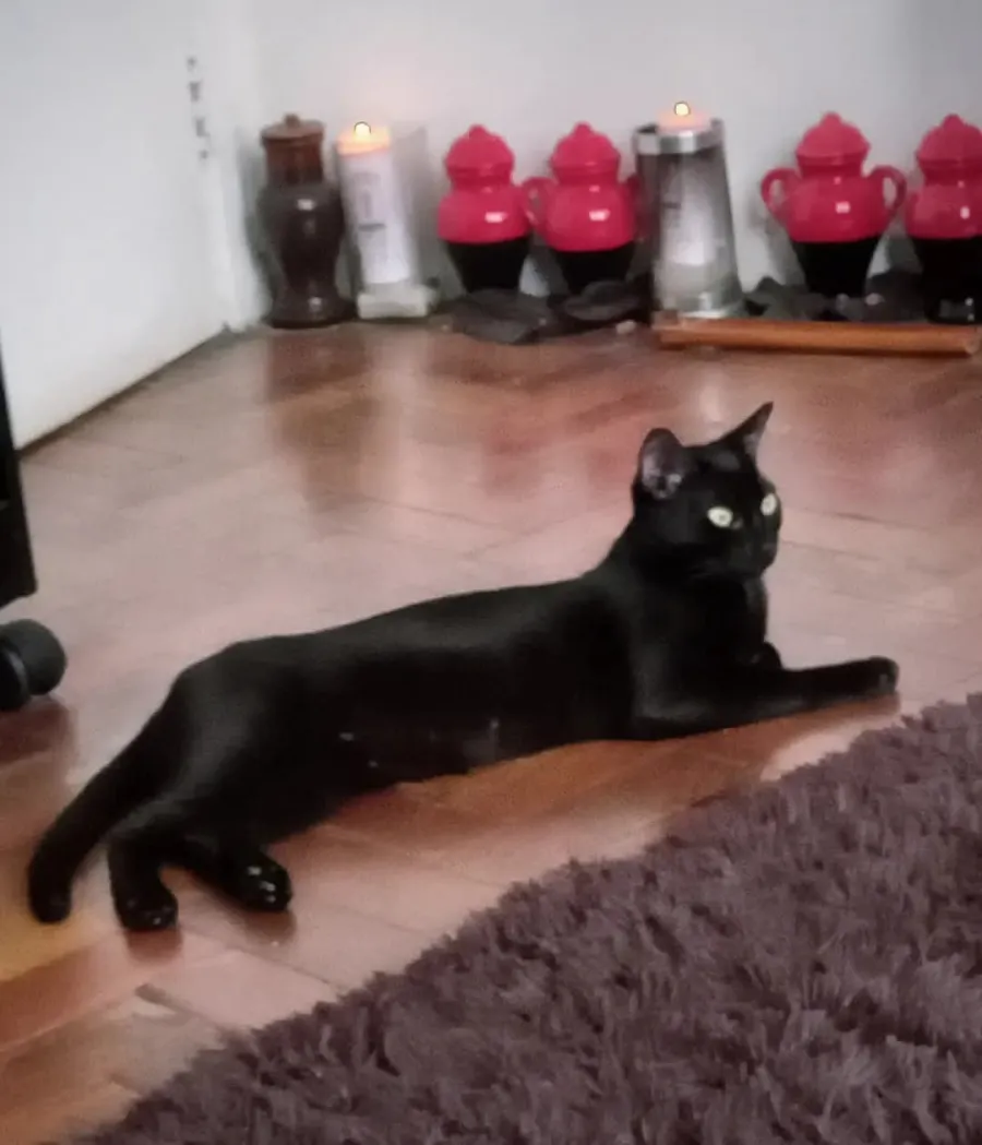 Gato preto deitado no chão de madeira do templo